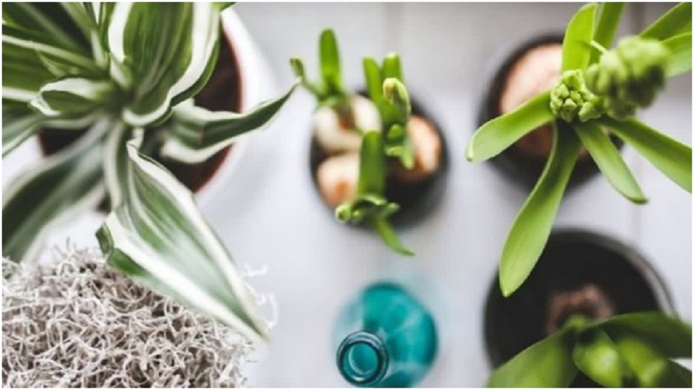 Uttarakhand Aims To Become Global Hub Of Ayurveda