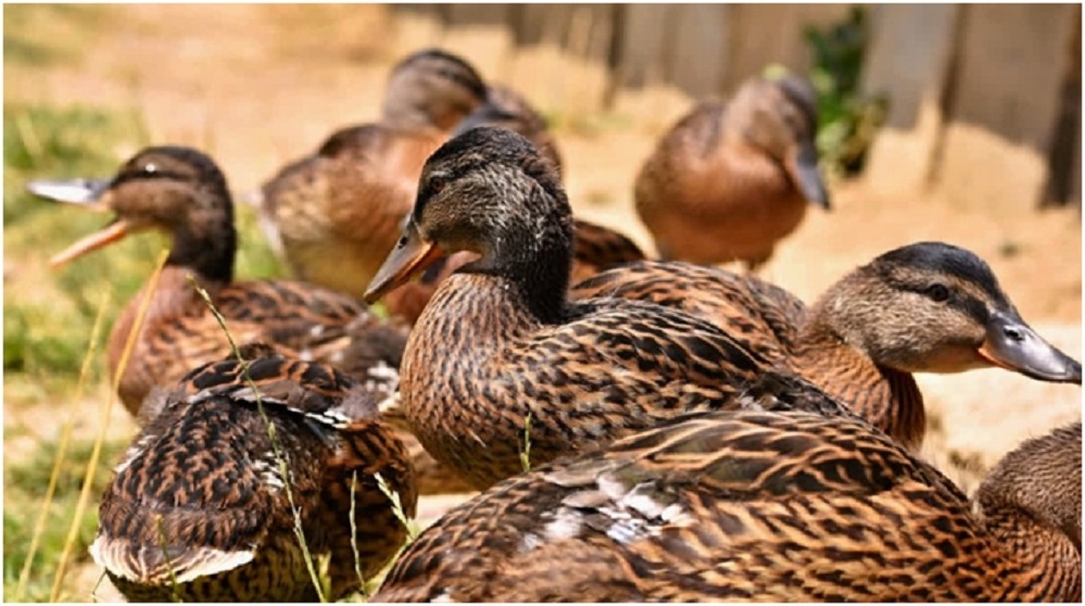 Tougher To Stop US Researchers