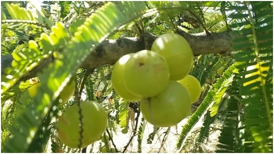 Amla A Powerhouse Of Medicinal 