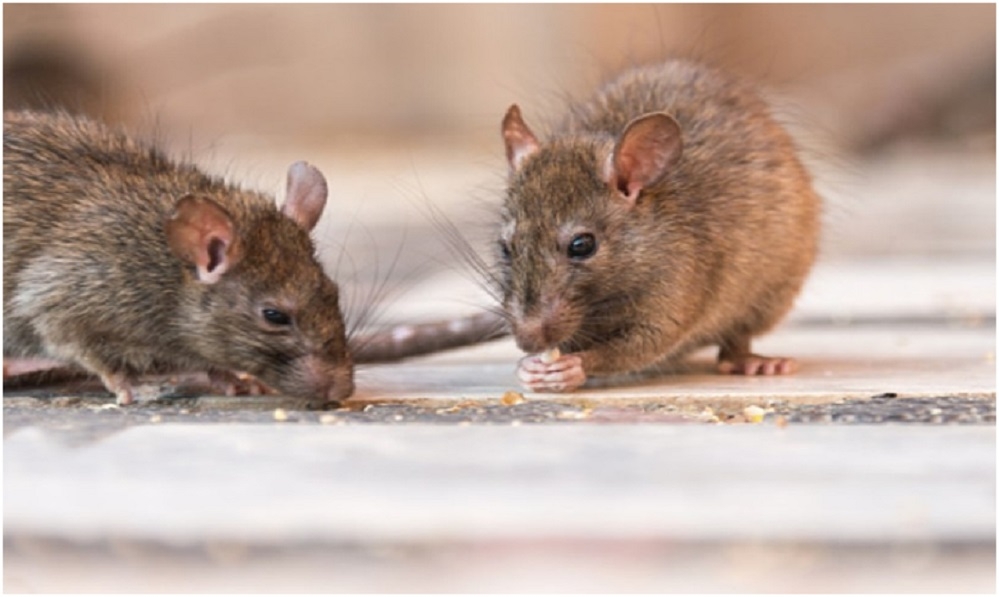 Memory impairment in aged rats after three days of high-fat diet Study 