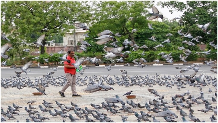 Feeding Pigeons In Public