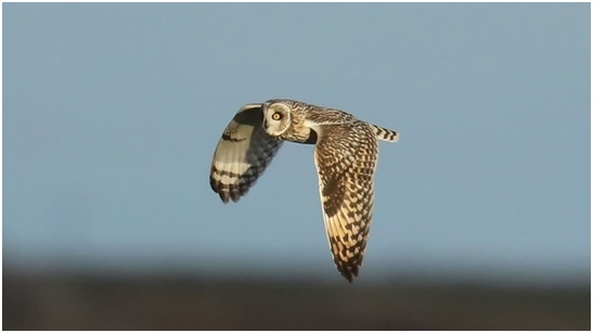 Owls Silent Flight Inspires Scientists 