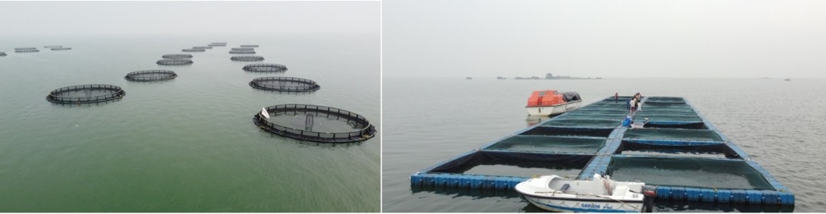 Cage Culture Fish Farming In Hirakud Reservoir Helps Youth Become Entrepreneurs