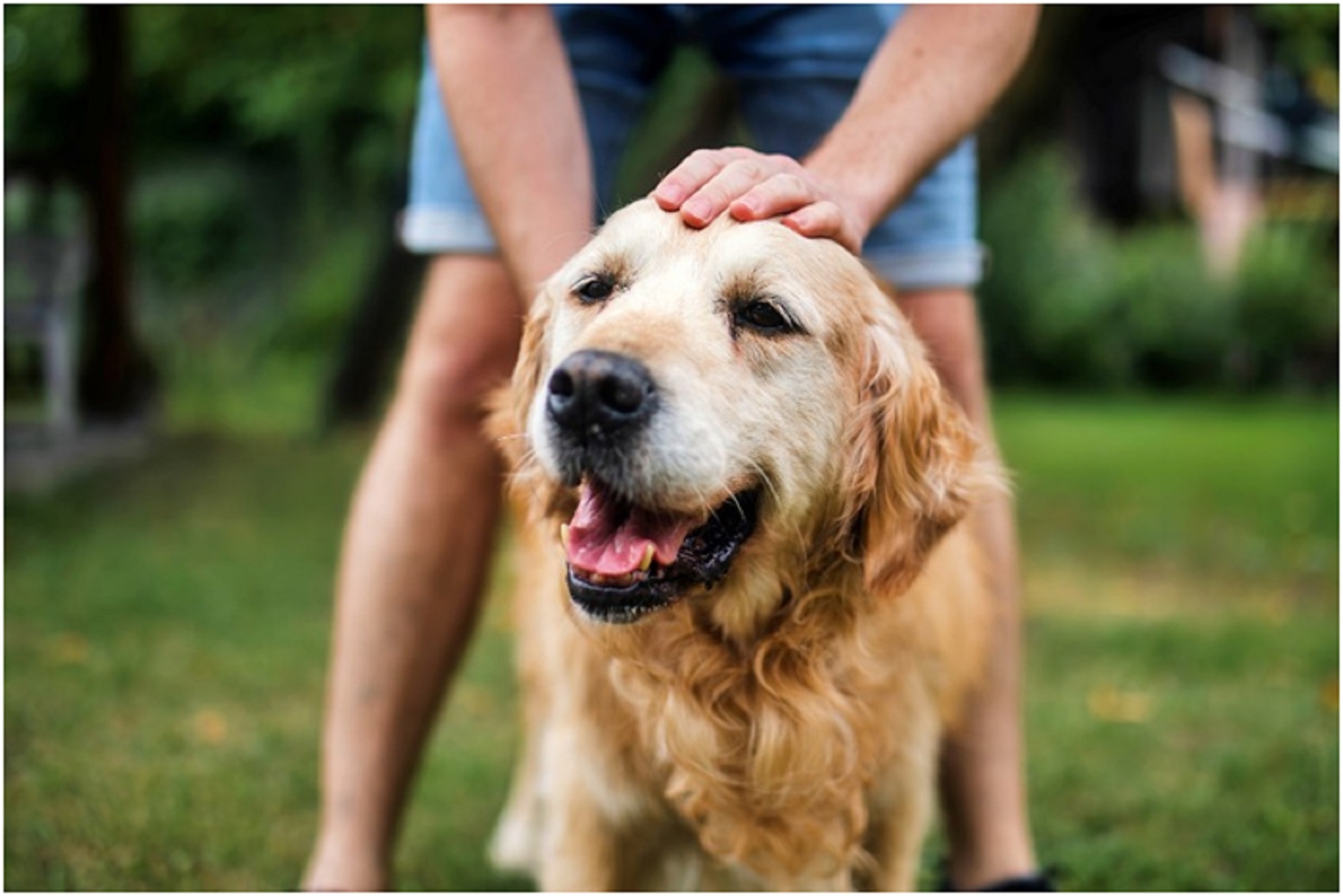 Can Dogs Help Teens Cope With Peer Stress