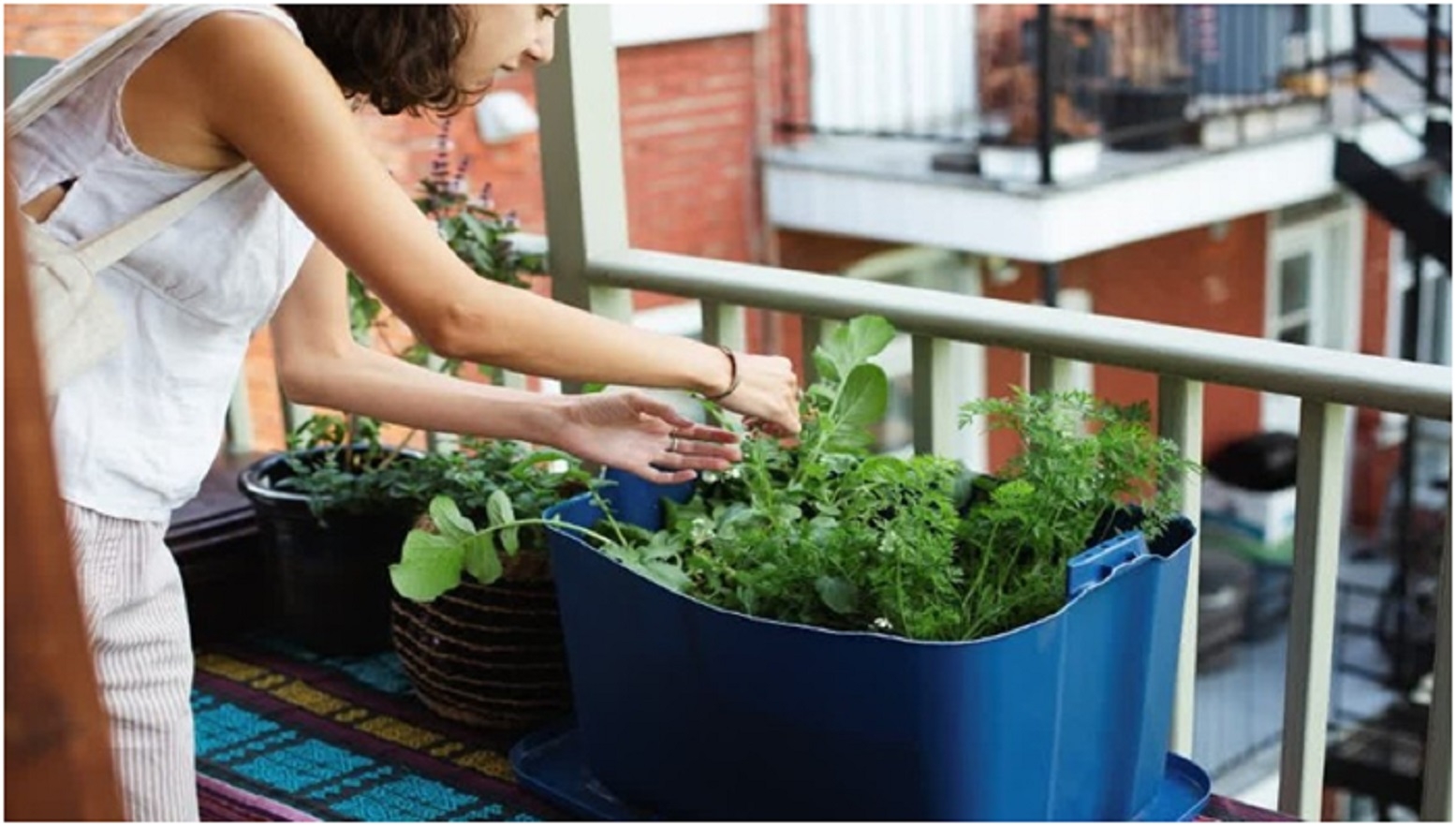 Researchers Solve The Mystery Of How Plants Sense Touch