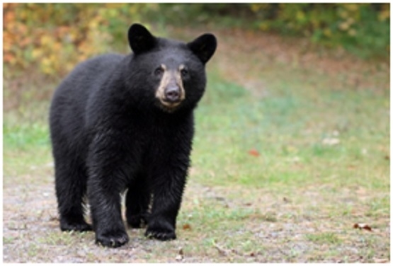 World Bear Day Special 6 Organisations Trying To Save Bears From Us