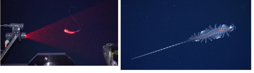 31 Alien-Like Marine Species Discovered Off Brazil's Coast, Including Ghostly Squid