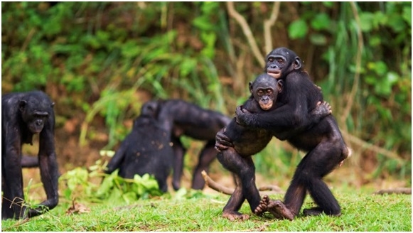 Why A Hug Before Dinner May Be One Of Evolutions Oldest Survival Tricks
