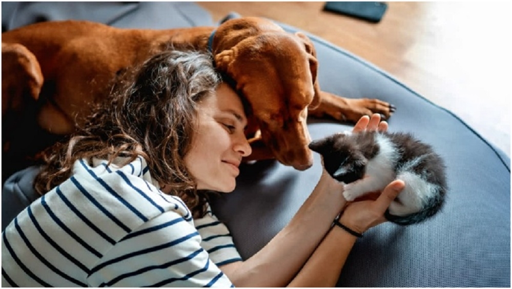 The Indoor Meowment Cats Are Embracing Life At Home And It Keeps Them Safer