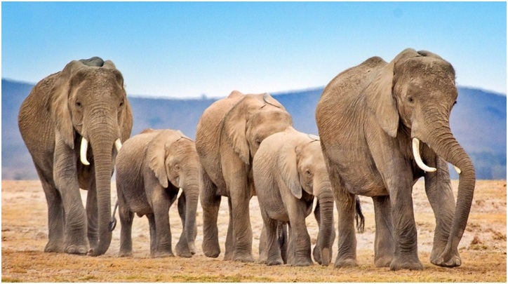 From War Machines To Wildlife Icons Famous Elephants 