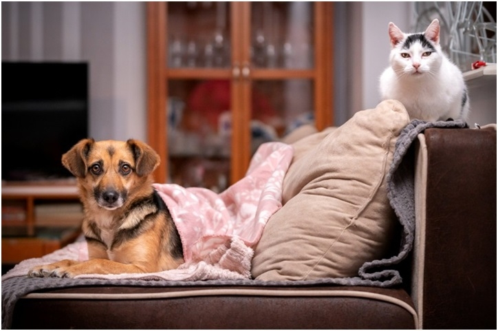 The Ancient Complex And Global Story Of How Dogs