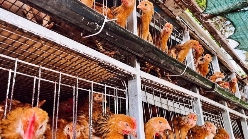 These 5 Things While Buying Chicken 